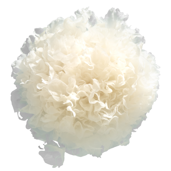 Snow Mushroom
