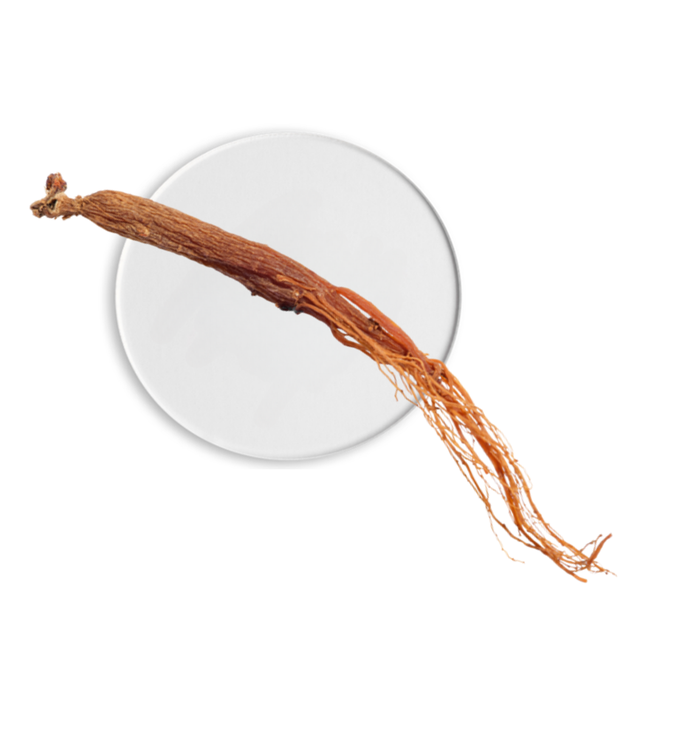 Complesso di Ginseng bianco